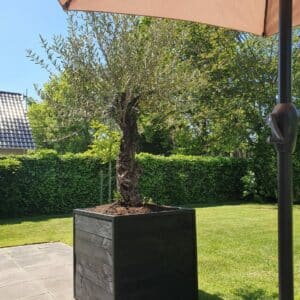 Douglas plantenbak Manou